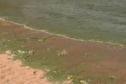 cianobacterias Laguna Garzón