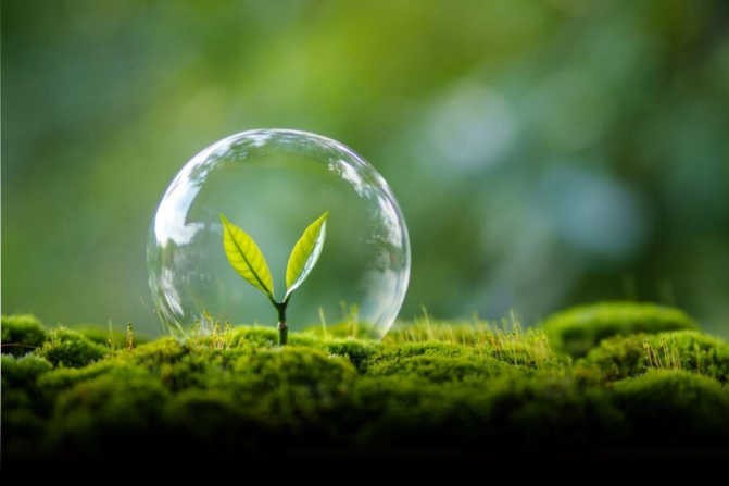 planta
