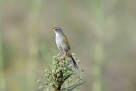 Montes del Plata Conservación