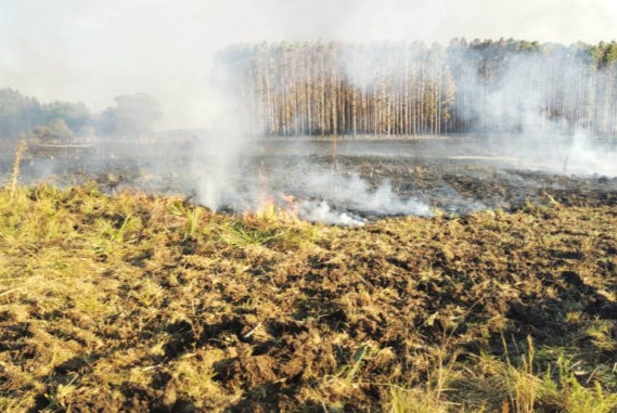 Incendio forestal paysandu