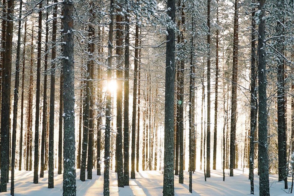 UPM winter forest 2021