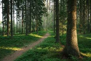 verla forest trail 