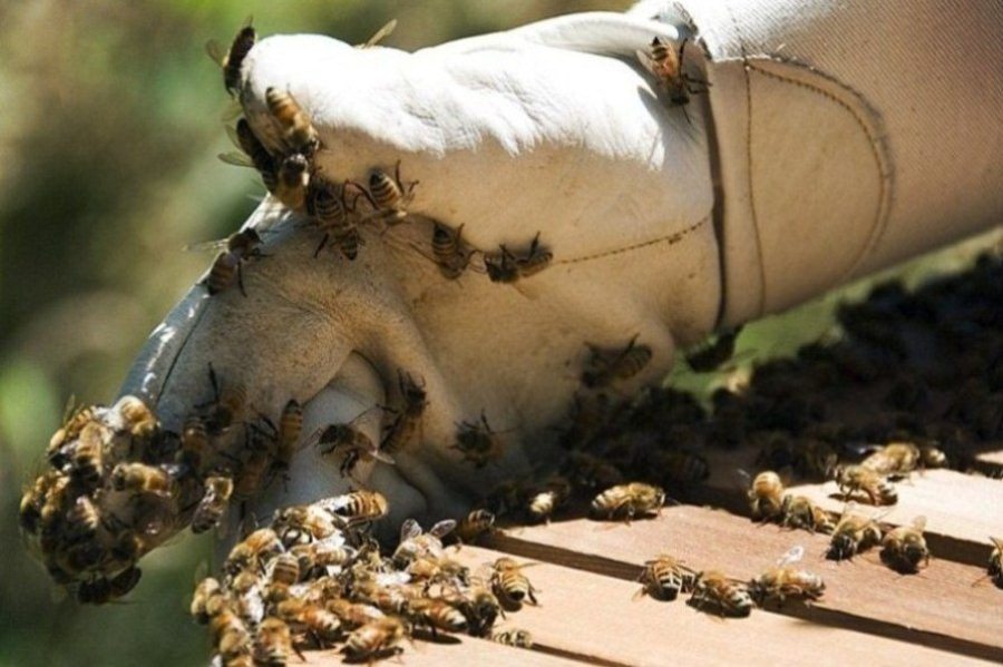 ABEJAS apicultor