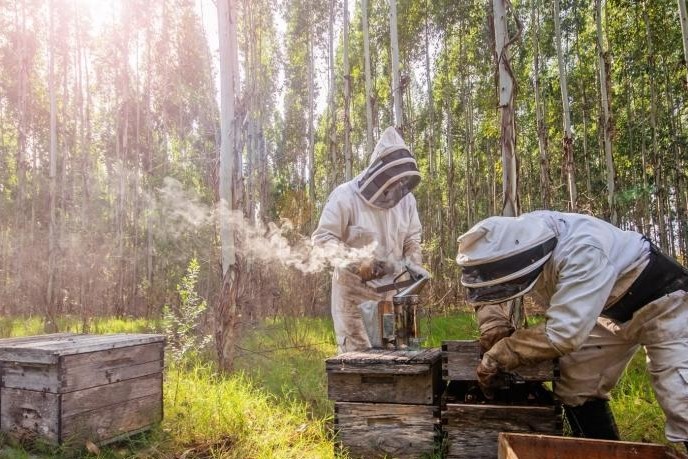 Apicultores miel abejas
