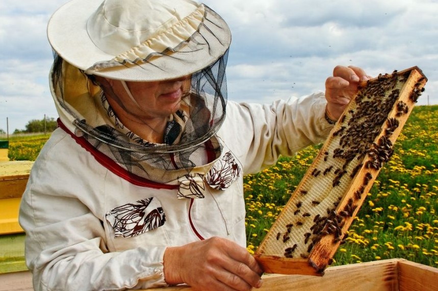 Apicultura miel abejas