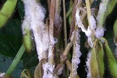 Brasil por amenaza sanitaria en soja