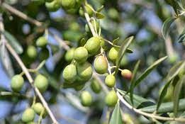 Cosecha de olivos