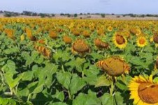 Girasol cerró la cosecha