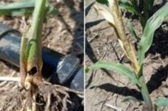 INIA lanzó alerta fitosanitaria