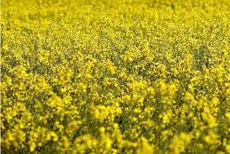 Uso de semilla de colza logra