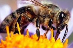 abej