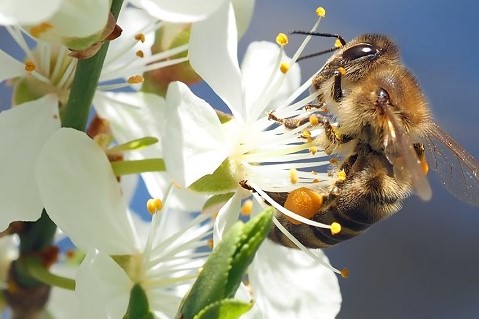 abeja naturaleza