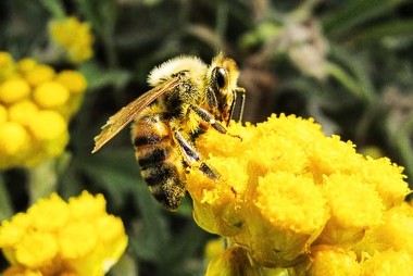 abeja planta