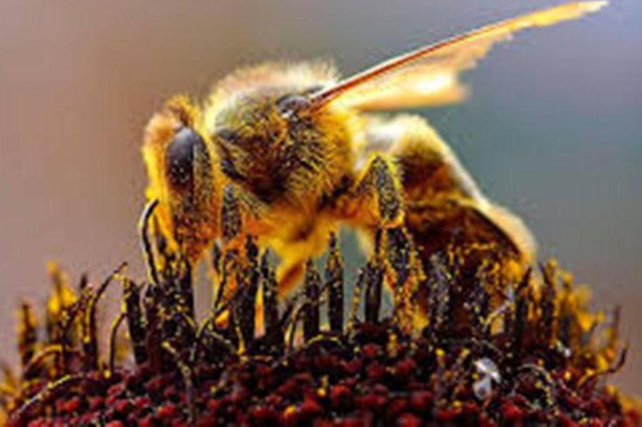 abeja recolectando