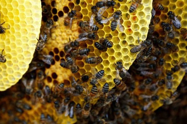abejas calle