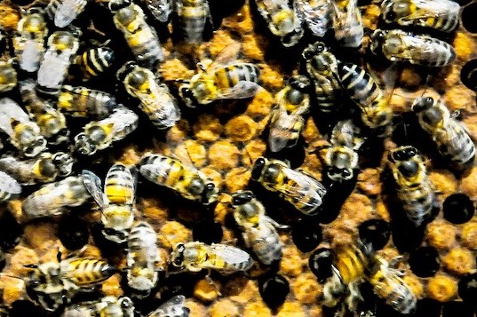 abejas disminuye