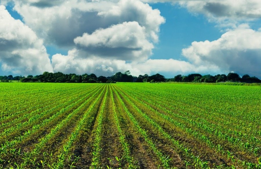 agriculturas de clima templado