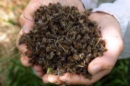 analiza la mortandad de abejas