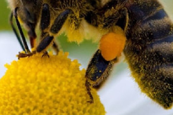 analizan abeja de la miel