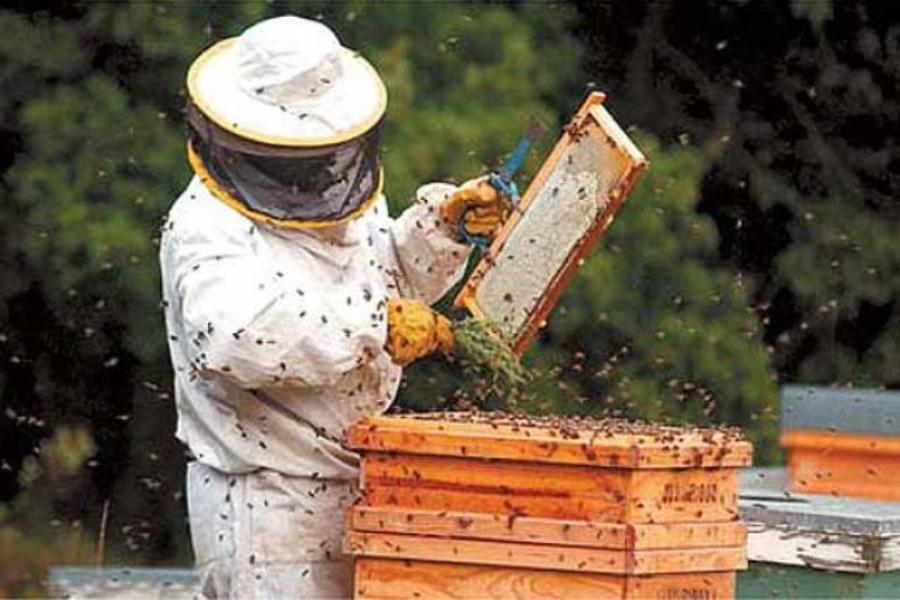 apicultor1