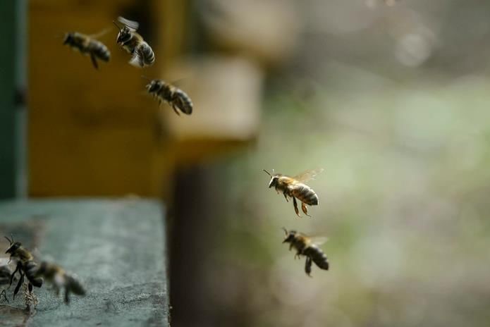 apicultores 09