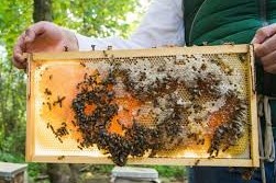 apicultores donan
