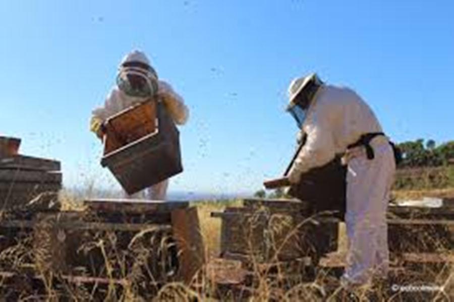 apicultores. cajones miel