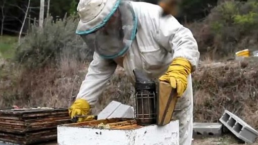 apicultores a colmenas
