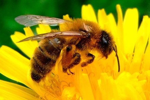 apicultura5