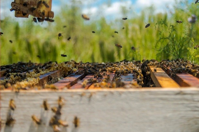 apicultura genera empleos
