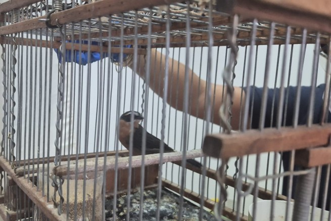 aves autóctonas