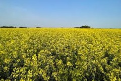colza en la agricultura