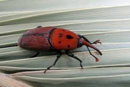 combate al picudo rojo