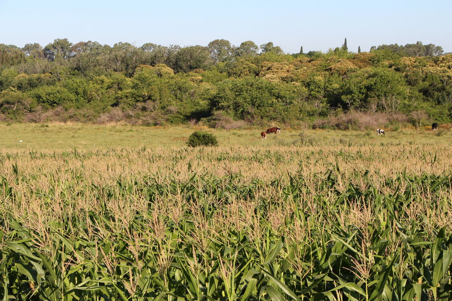 cooperacion agropecuaria