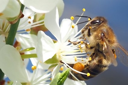 efecto de las abejas