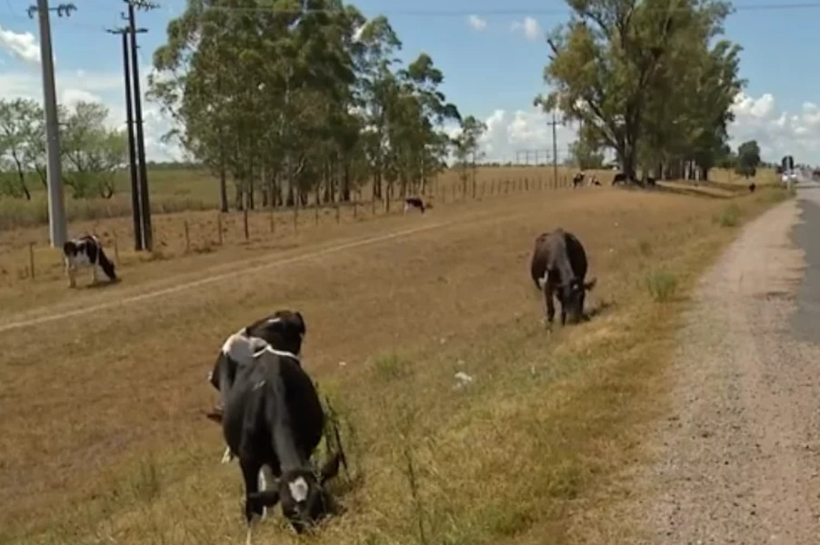 ganado en la banquina