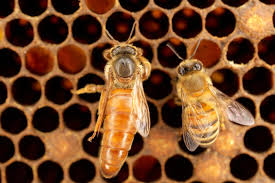 importación de abejas reinas