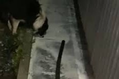 leche se va a la cuneta