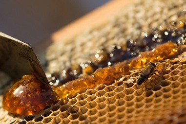 miel adulterada