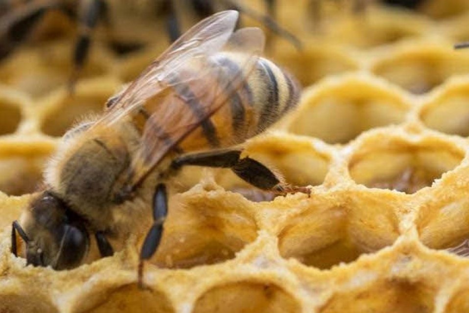 miel apicultura 