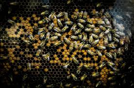 mortandad de abejas