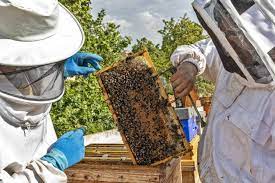 mortandad de abejas en Canelonesjpg