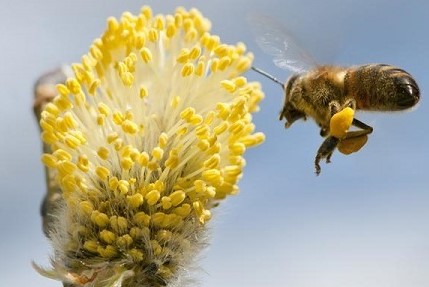 muerte abejas rusia