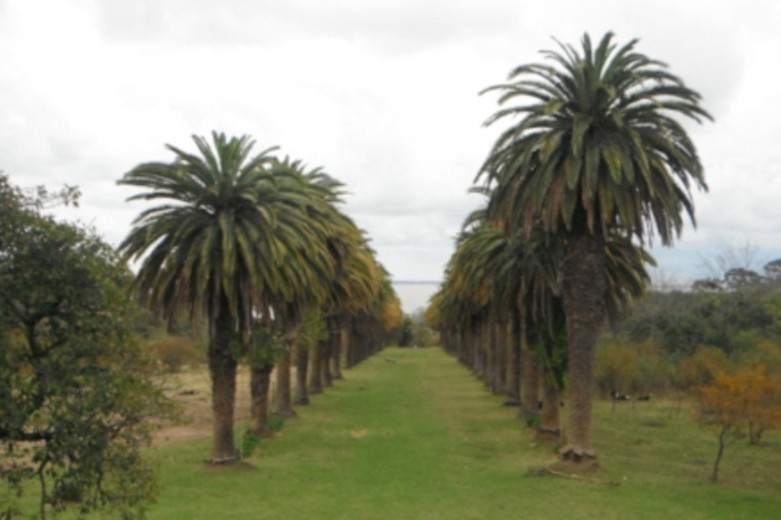 palmera colonia