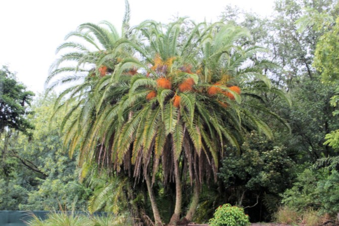 palmera