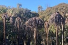 palmeras rojo