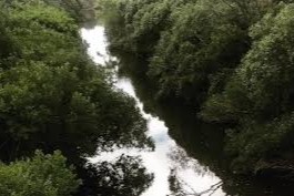 participacion de la direccion forestal