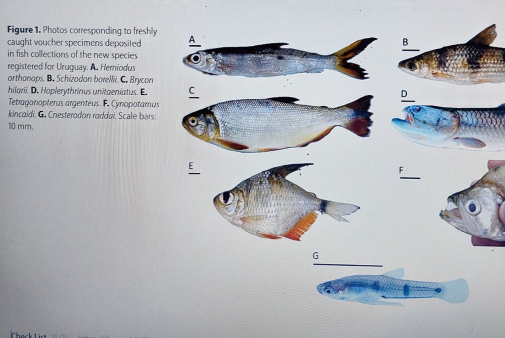 peces
