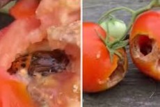 picudo rojo comiendo tomate