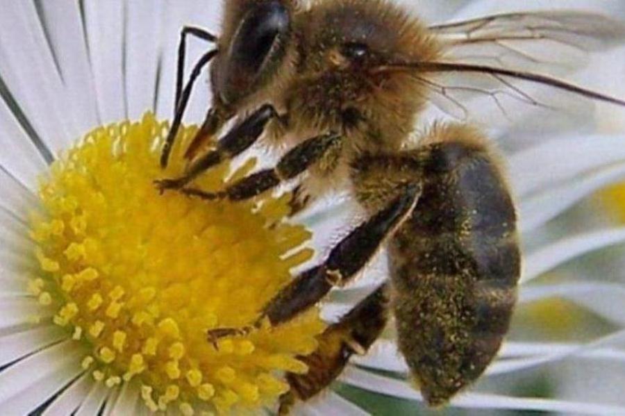 polinizando abeja